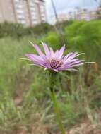 Image de Tragopogon porrifolius subsp. eriospermus (Ten.) Greuter