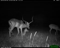 Image of Black-faced Impala