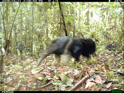 Image of Giant Anteater