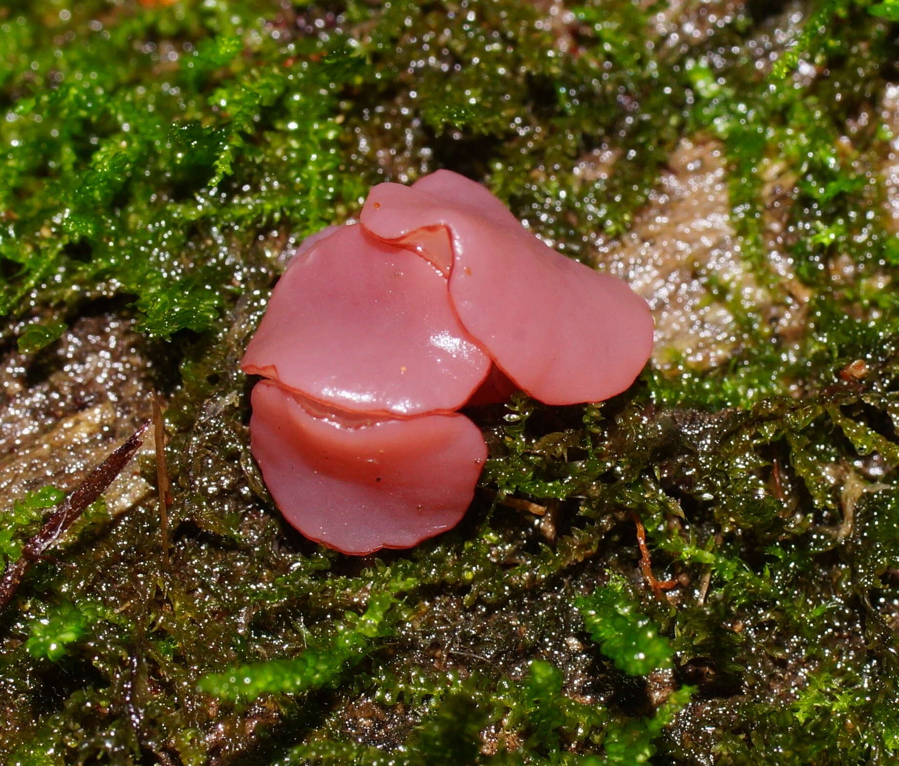 Image of Ascocoryne sarcoides (Jacq.) J. W. Groves & D. E. Wilson 1967