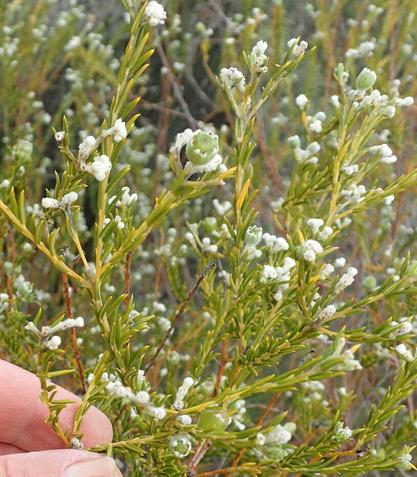 Image of Phylica rigidifolia Sond.