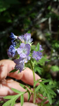 Image of Franklin's phacelia