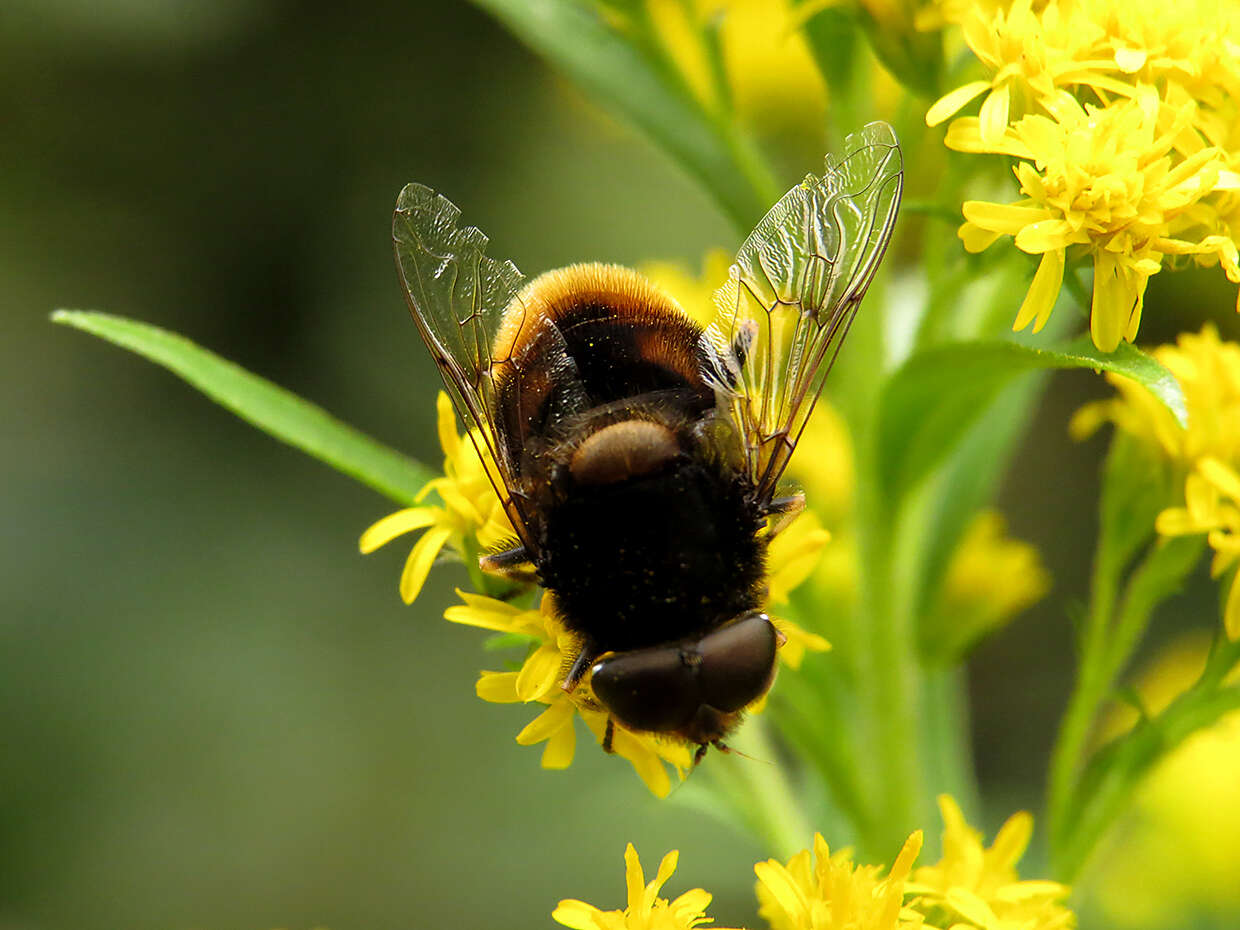 Imagem de Eristalis intricaria (Linnaeus 1758)