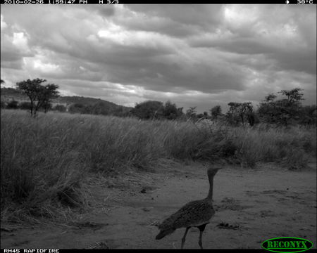 Image of Black-bellied Bustard