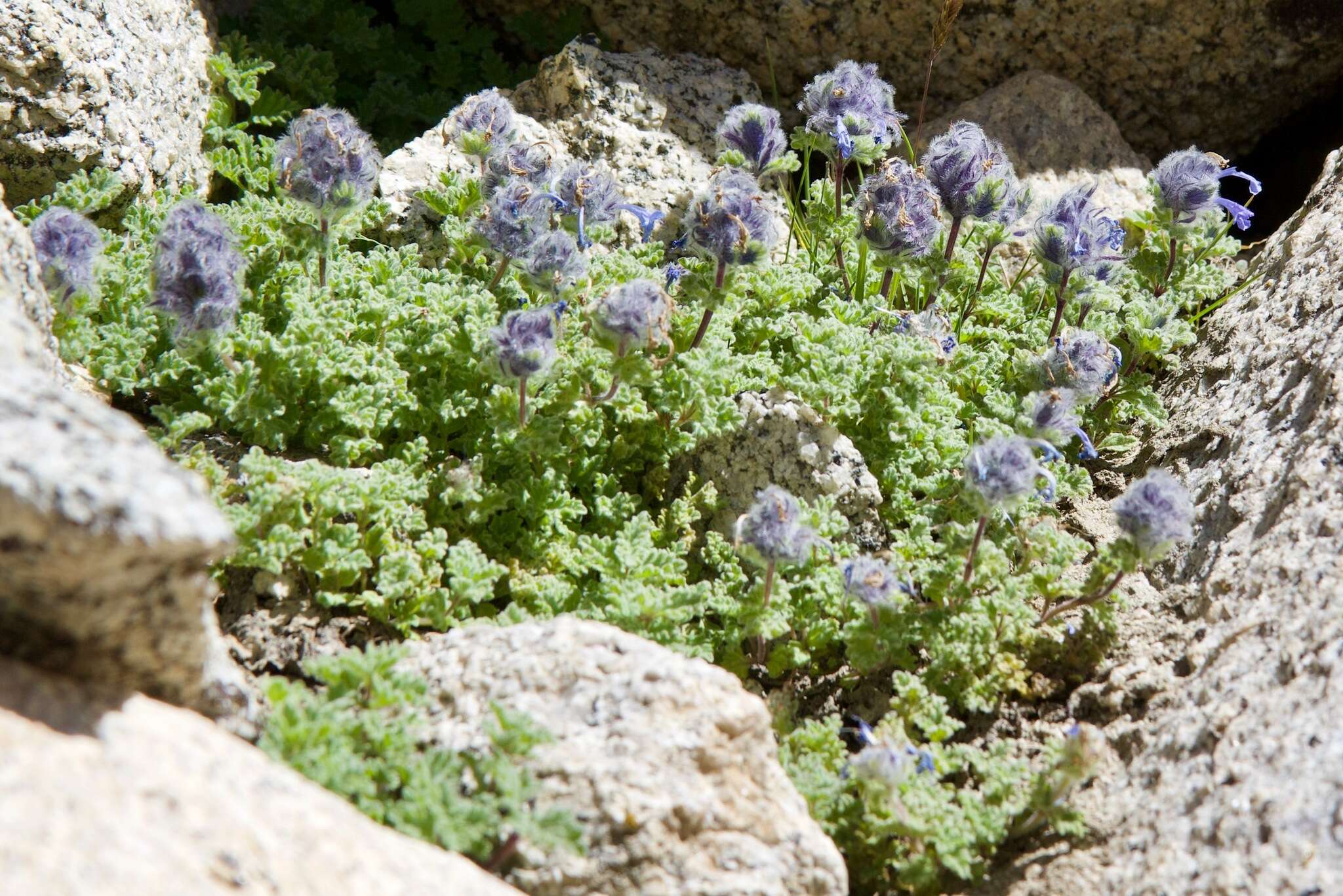 Plancia ëd Nepeta longibracteata Benth.