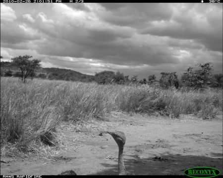 Image of Black-bellied Bustard