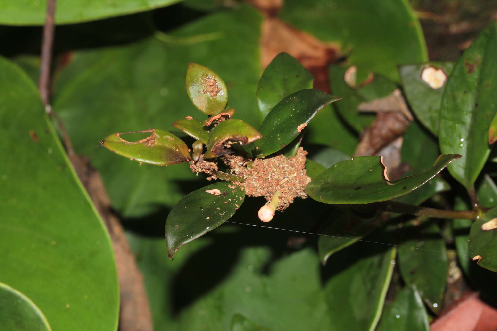 صورة <i>Codonanthopsis crassifolia</i>