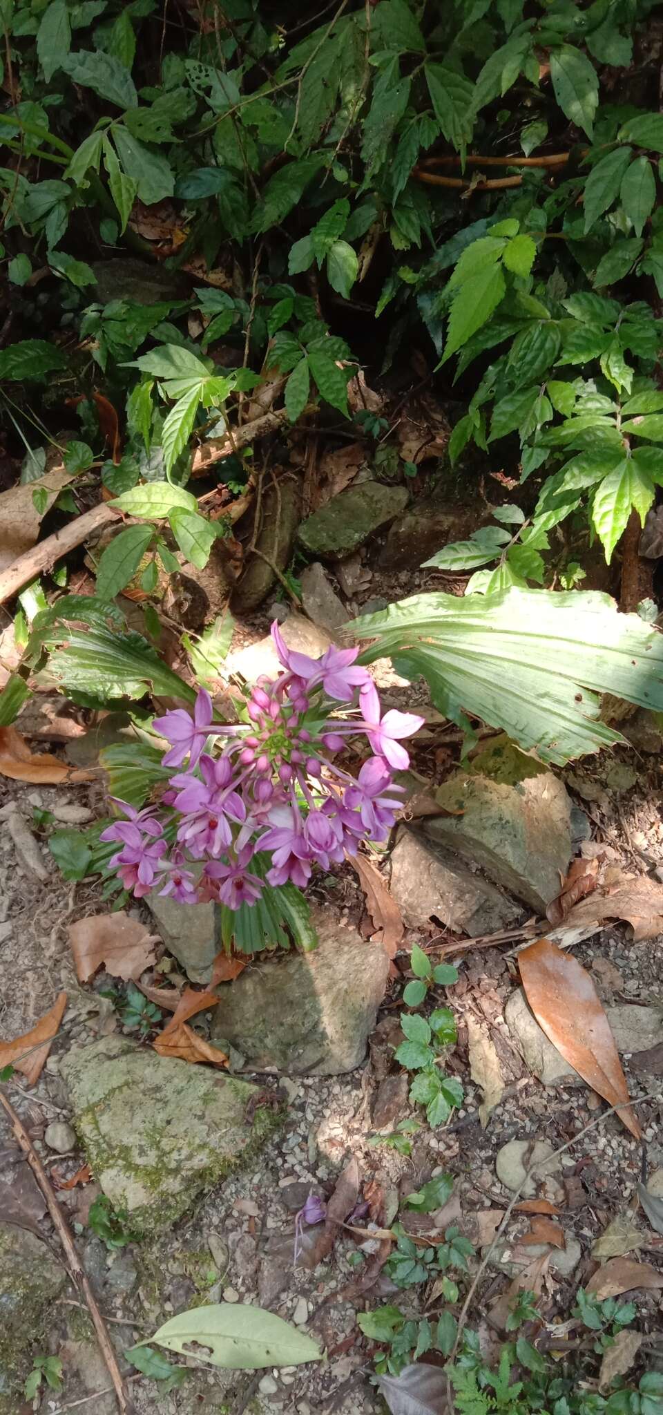 Image of Calanthe dominyi Lindl.