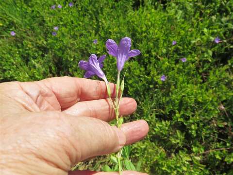 Image of violet wild petunia