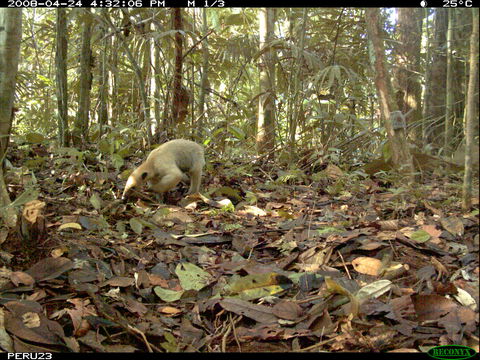 Plancia ëd Tamandua tetradactyla (Linnaeus 1758)