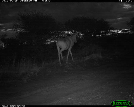 Image of Hartebeest