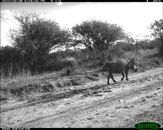 Image of Common Warthog