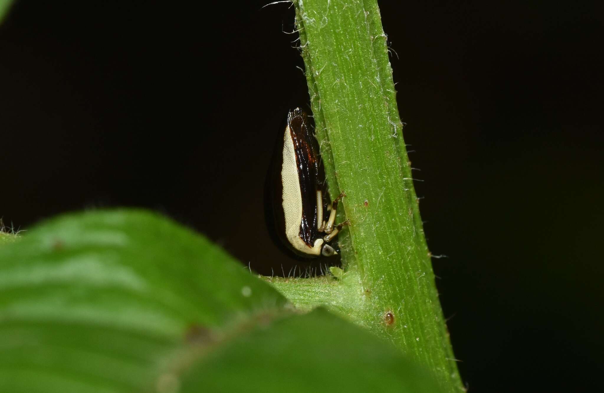 Image of Darnis lateralis Coquebert