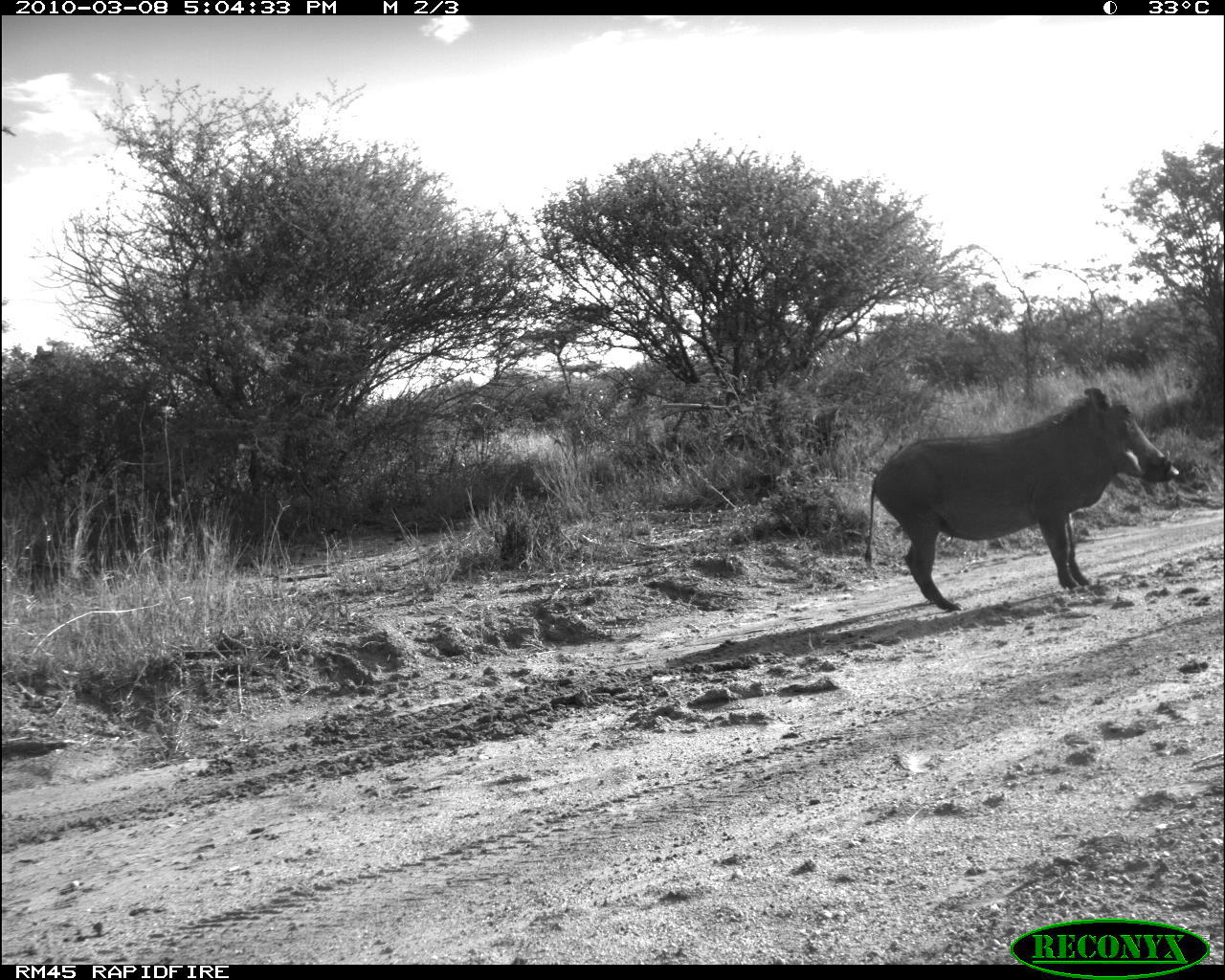 Image of Common Warthog