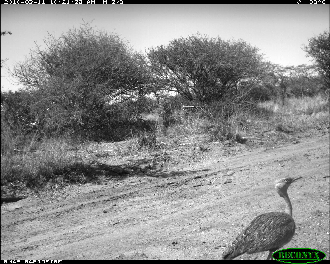 Image of White-bellied Bustard