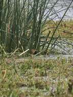 Image of Stripe-backed Bittern