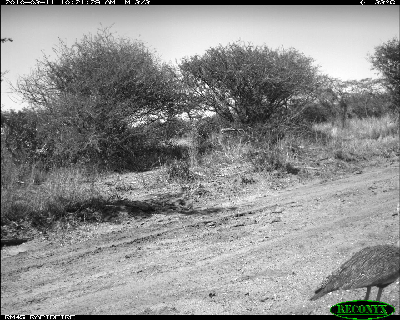 Image of White-bellied Bustard