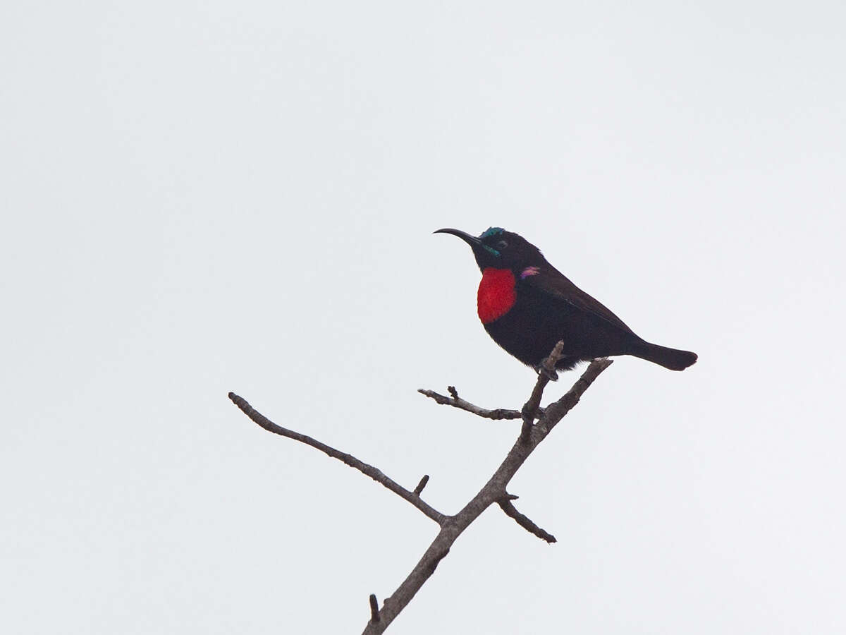 Image of Hunter's Sunbird