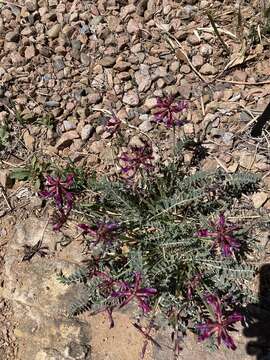 Sivun Astragalus cyaneus A. Gray kuva