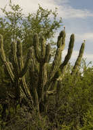 Image of Toothpick Cactus