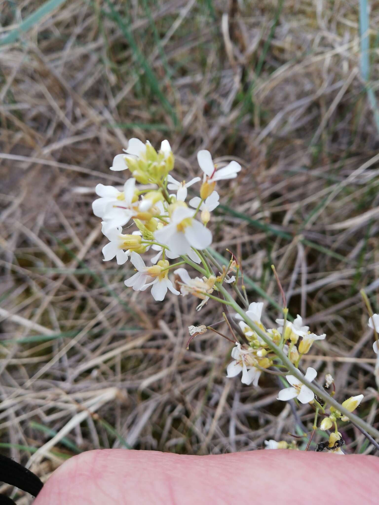 Image of rockcress