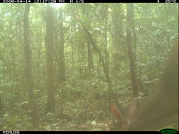 Image of South American Brown Brocket