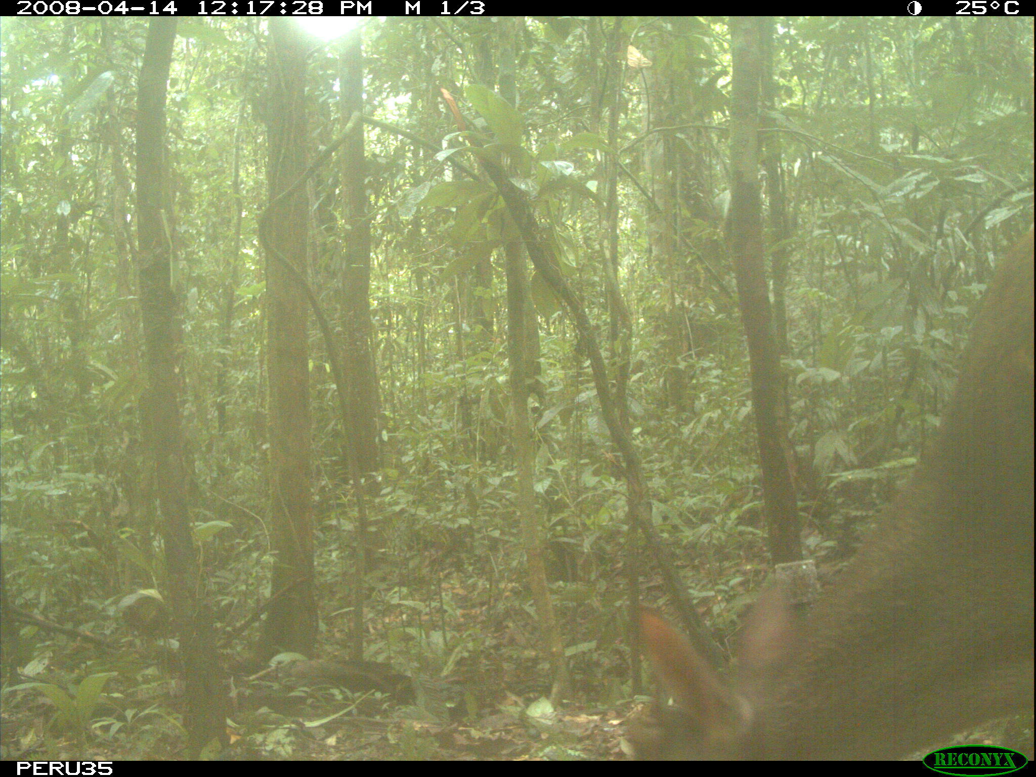 Imagem de Mazama gouazoubira (G. Fischer)