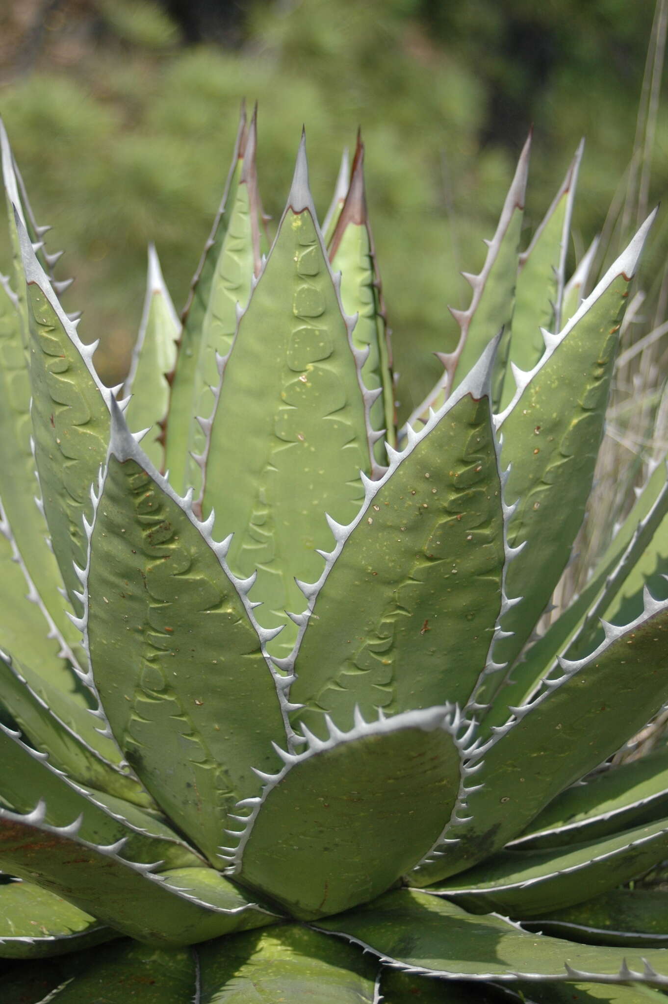 Image of Agave horrida Lem. ex Jacobi