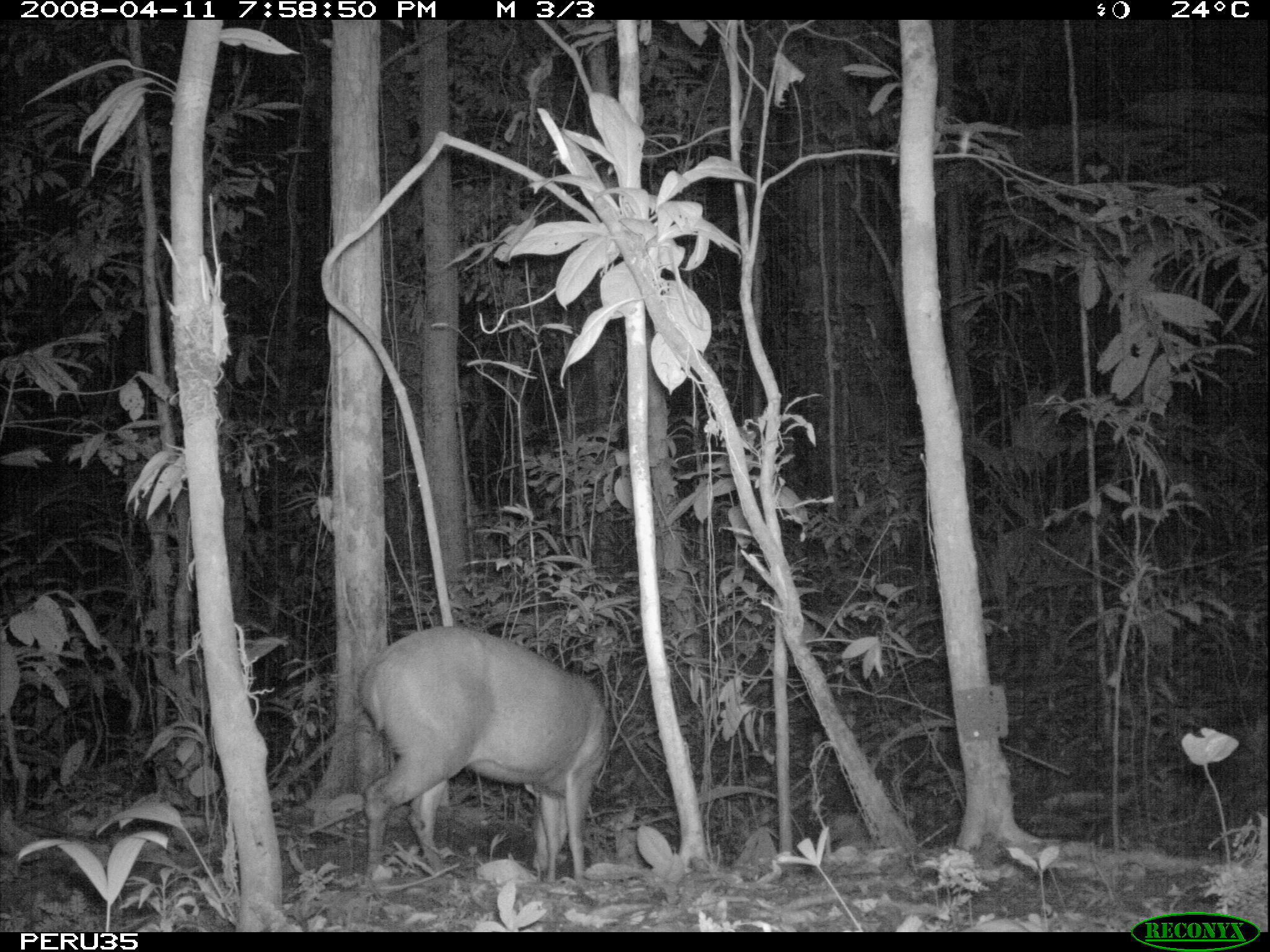 Image of Brocket Deer sp.