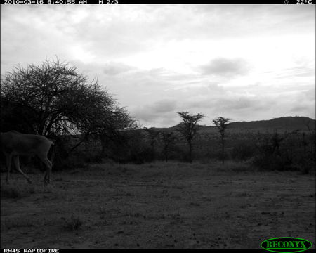 Image of Hartebeest