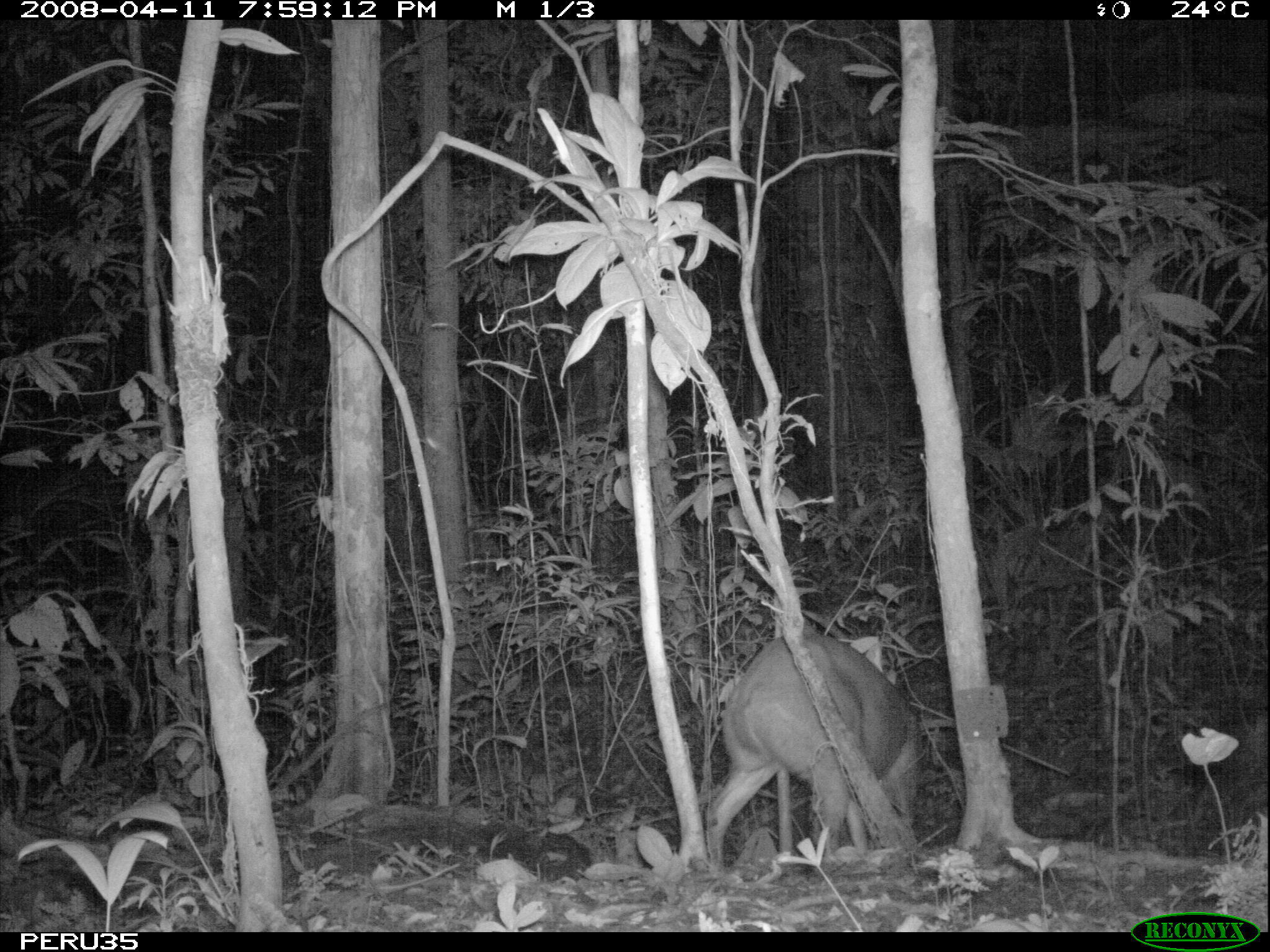 Image of Brocket Deer sp.