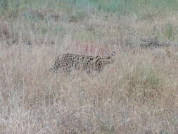 صورة Leptailurus serval lipostictus (Pocock 1907)