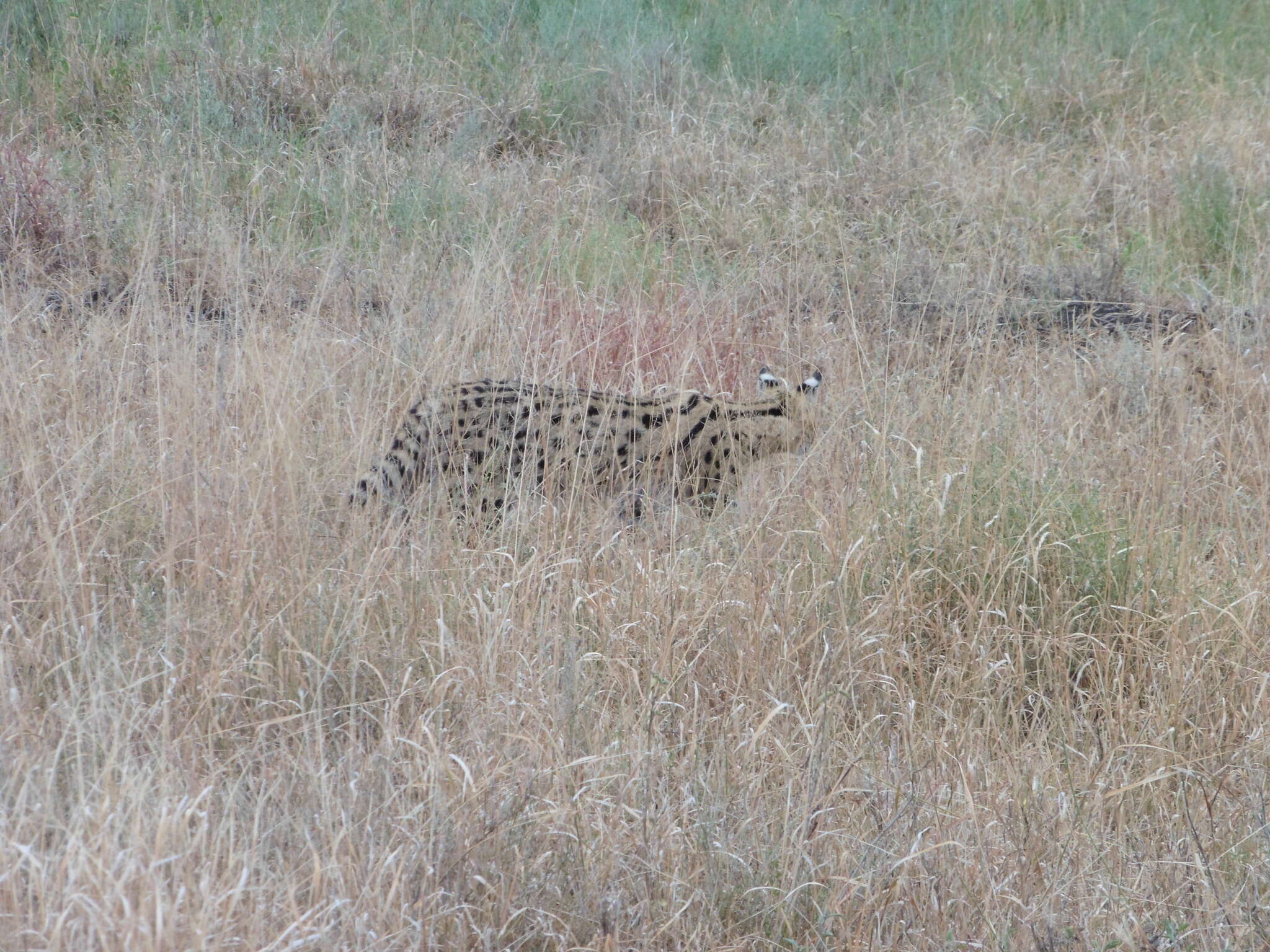 صورة Leptailurus serval lipostictus (Pocock 1907)