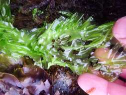 Image of Sea lettuce