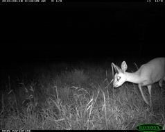 Image of Steenbok