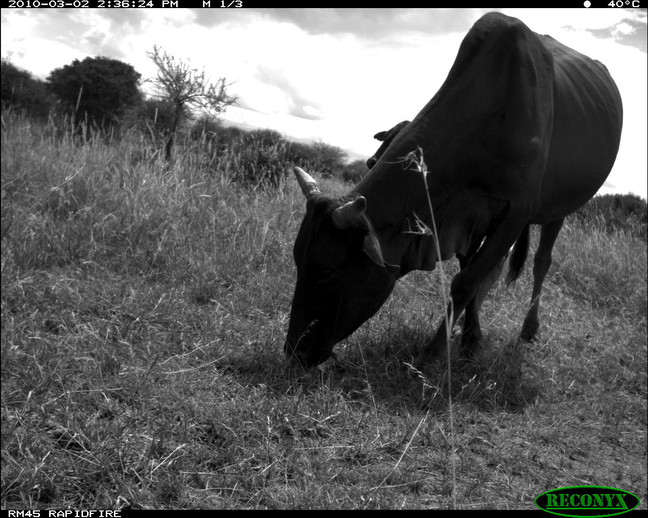 Image of Cow