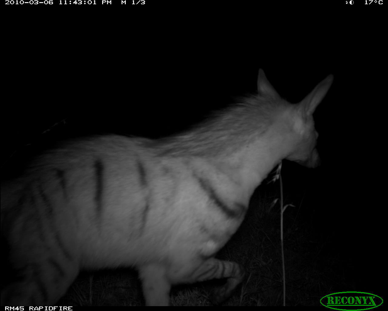 Image of Aardwolf