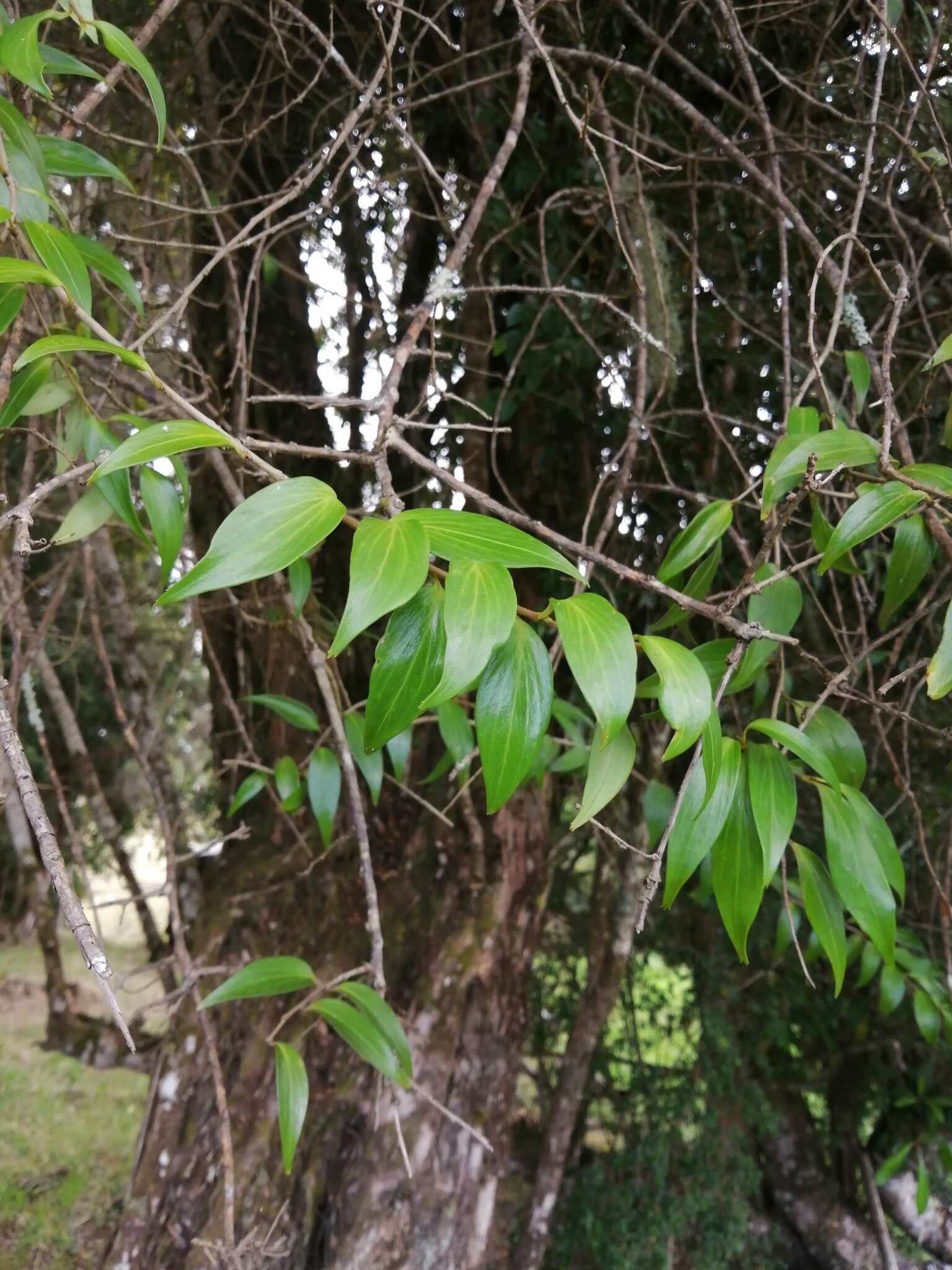 Image of Griselinia ruscifolia (Clos) Ball