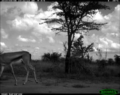 Image of Thomson's Gazelle