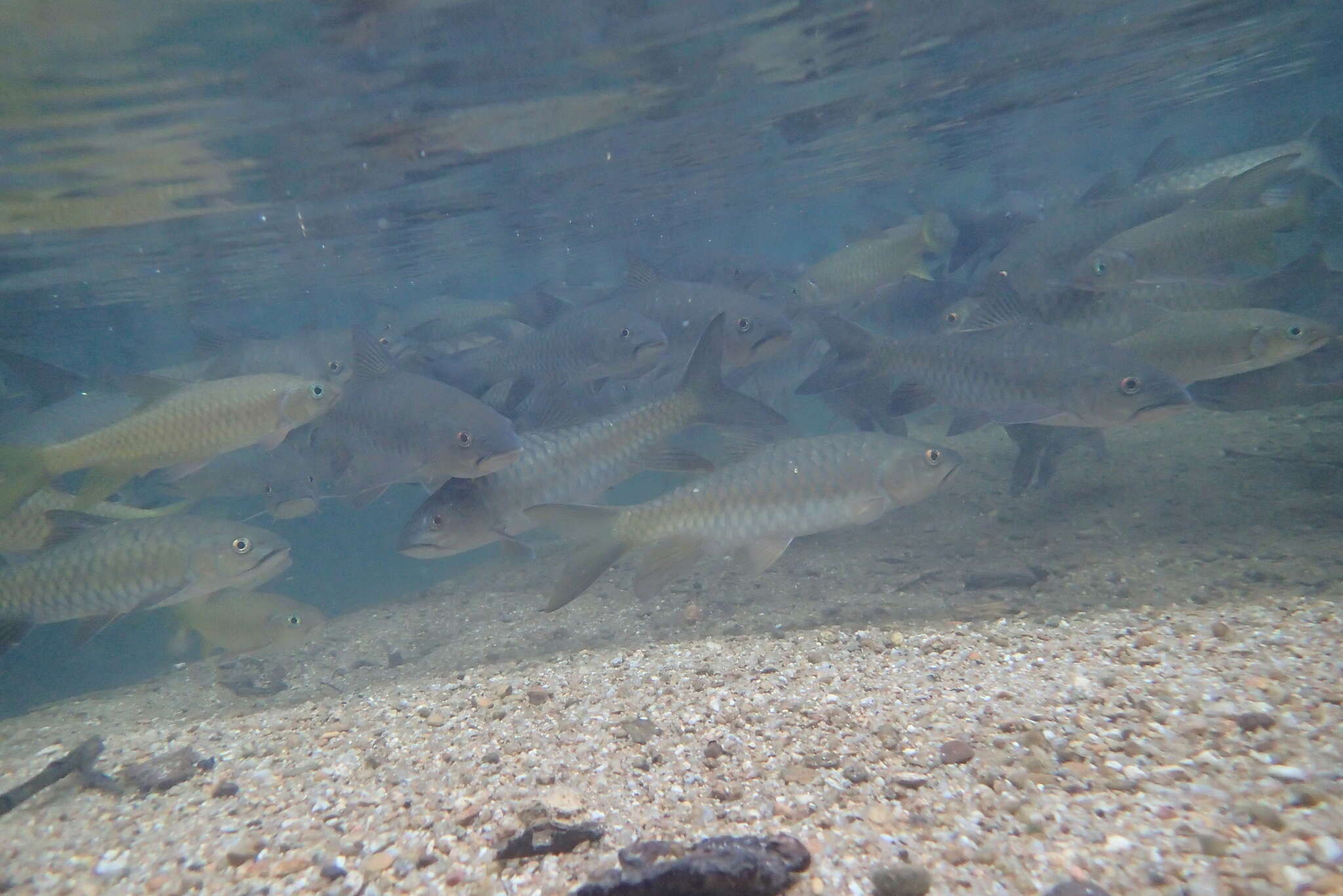 Neolissochilus soroides (Duncker 1904) resmi