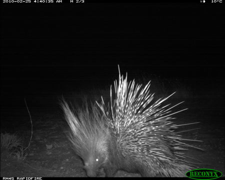 Image of North African crested porcupine