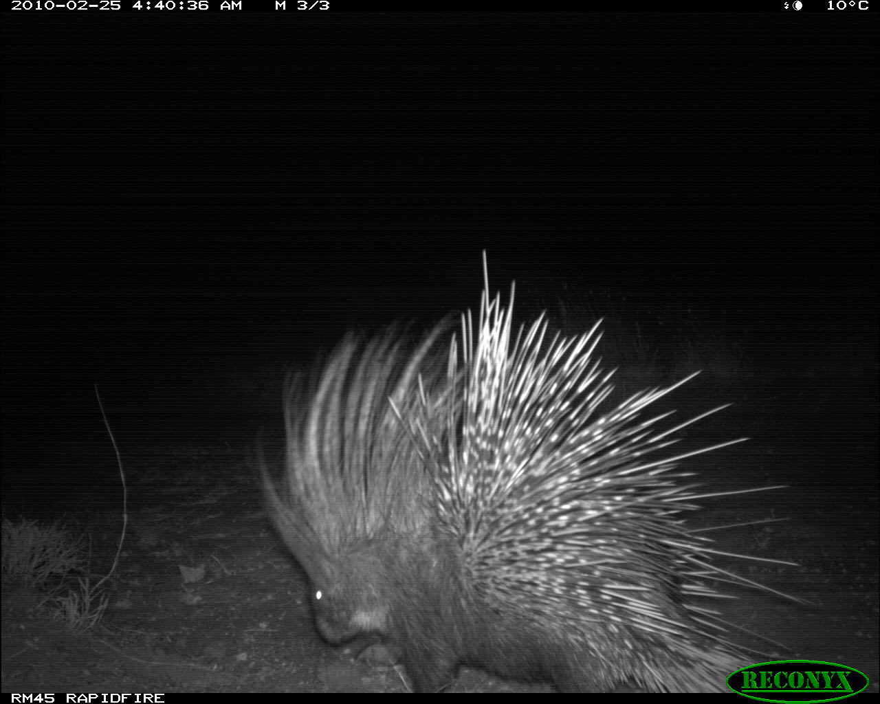 Image of North African crested porcupine