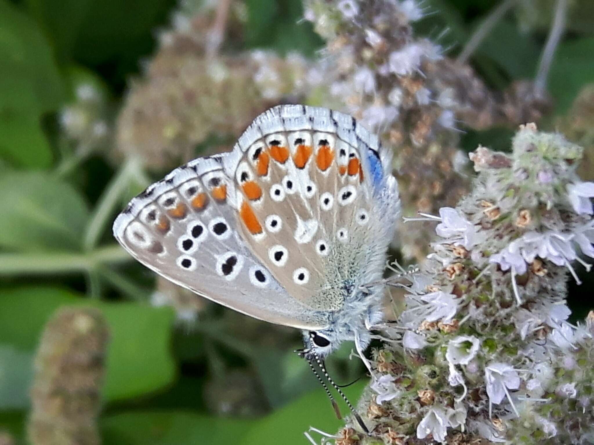 Image of Polyommatus bellargus (Rottemburg 1775)