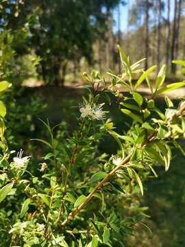 Image of Myrceugenia parvifolia (A. P. de Candolle) Kausel