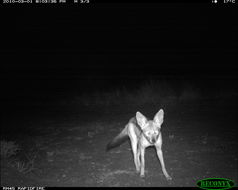 Image of Black-backed Jackal