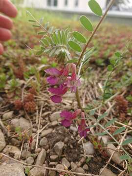 Imagem de Vicia pannonica subsp. striata