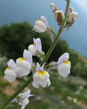 Image de Linaria microsepala A. Kerner