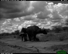 Image of African Buffalo