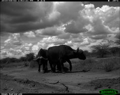 Image of African Buffalo