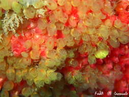 Image of Tunicate